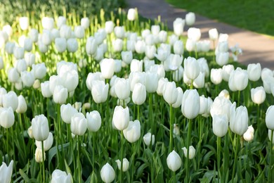 Many beautiful white tulip flowers growing outdoors. Spring season