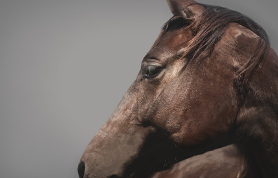Image of Bay pet horse on grey background, closeup