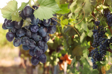 Fresh ripe juicy grapes growing on branches in vineyard, space for text