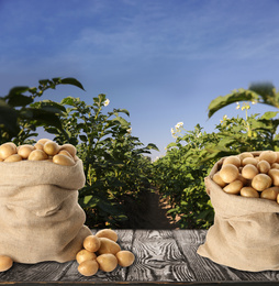 Sacks of fresh raw potatoes on wooden surface in field