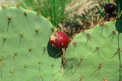 Photo of Beautiful prickly pear cactus growing outdoors on sunny day, closeup