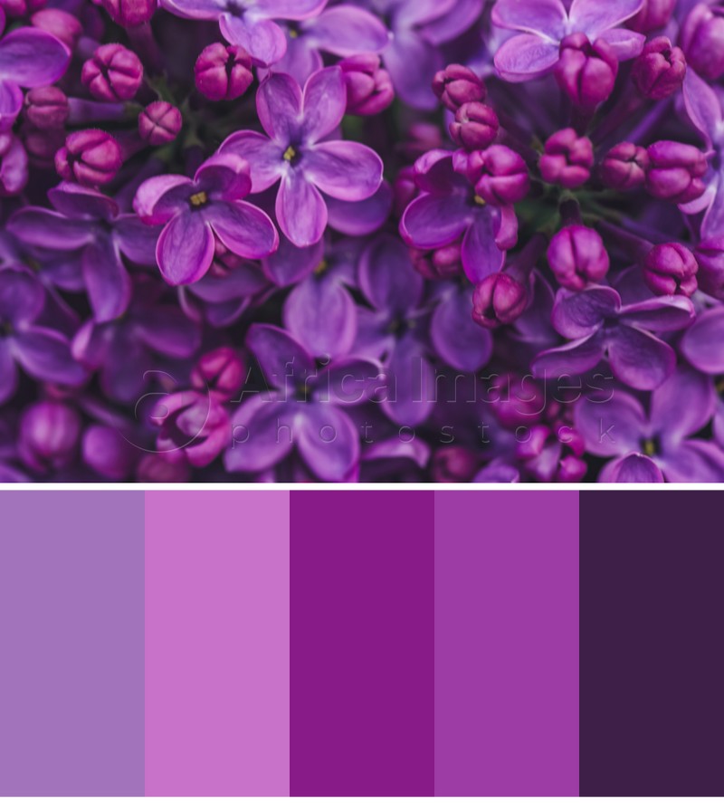 Color palette appropriate to photo of beautiful blossoming lilac flowers, closeup