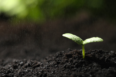 Young seedling in fertile soil under rain. Space for text