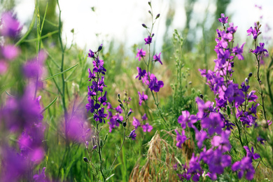 Closeup view of beautiful meadow with blooming purple flowers