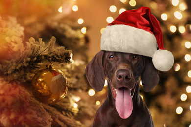 Cute German Shorthaired Pointer dog with Santa hat near Christmas tree
