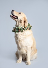Adorable golden Retriever wearing wreath made of beautiful flowers on grey background