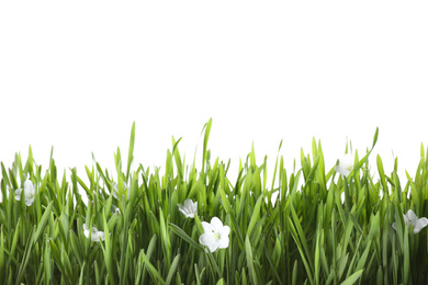 Fresh green grass and little flowers isolated on white. Spring season