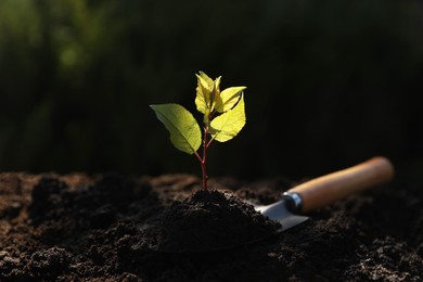 Photo of Seedling growing in soil and gardening shovel outdoors. Planting tree