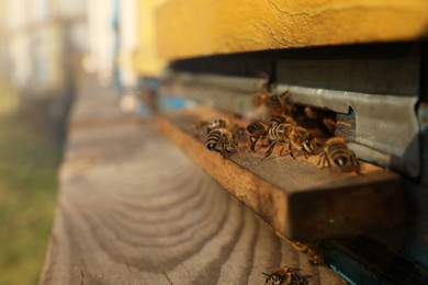 Closeup view of wooden hive with honey bees on sunny day