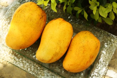 Delicious ripe yellow mangos on plate outdoors, above view