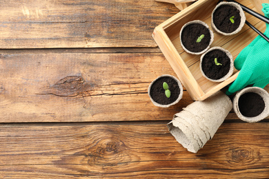 Young seedlings in peat pots on wooden table, flat lay. Space for text