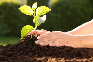Woman planting tree seedling in soil outdoors, closeup
