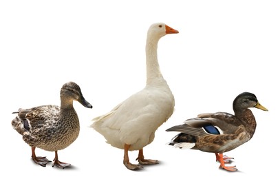 Image of Beautiful domestic goose and ducks on white background, collage