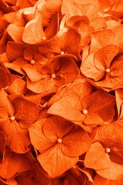 Beautiful orange hortensia flowers as background, closeup