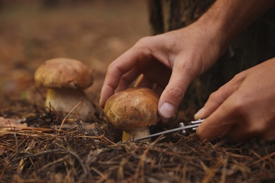Photo of Man picking mushrooms in autumn forest, closeup