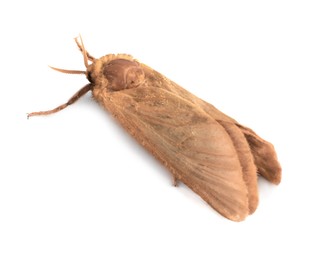 Photo of Brown common clothing moth isolated on white