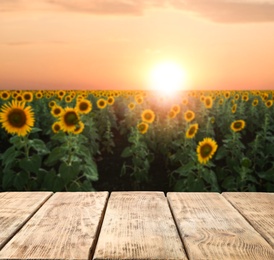 Empty wooden surface in sunflower field at sunset
