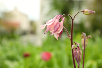 Beautiful blooming aquilegia plant outdoors, closeup view. Meadow flowers