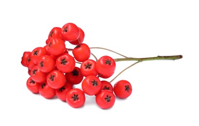 Bunch of ripe rowan berries on white background