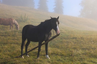Photo of Horses grazing on pasture outdoors in misty morning. Lovely domesticated pets