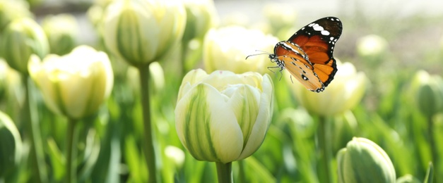 Beautiful butterfly and blossoming tulips outdoors on sunny spring day. Banner design