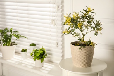 Houseplants in room, focus on potted mimosa. Space for text