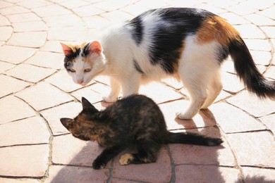 Photo of Lonely stray cats on pavement outdoors. Homeless pet