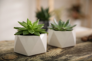 Beautiful potted succulents on wooden table indoors. Space for text