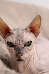 Beautiful Sphynx cat relaxing on sofa at home, closeup. Lovely pet