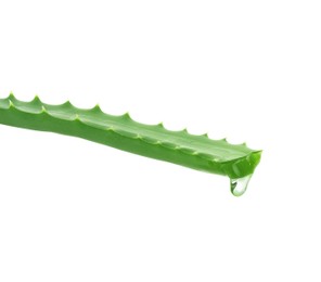Leaf of aloe plant with water drop on white background