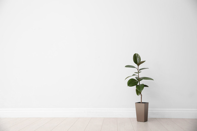 Ficus on floor near white wall, space for text. Home plants