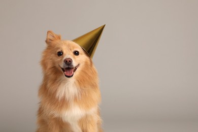 Photo of Cute dog with party hat on light grey background, space for text. Birthday celebration