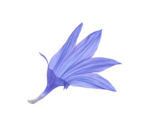 Petals of blue cornflower isolated on white