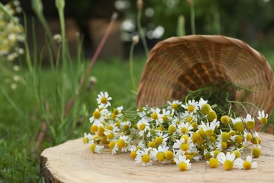 Overturned basket with beautiful chamomiles on stump outdoors
