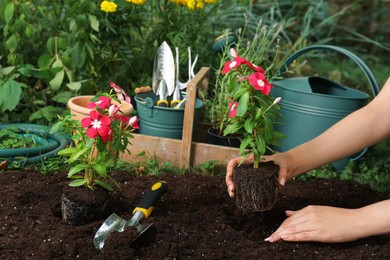 Woman transplanting beautiful pink vinca flowers into soil in garden, closeup
