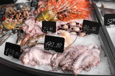 Photo of Fresh squids and other seafood on display. Wholesale market