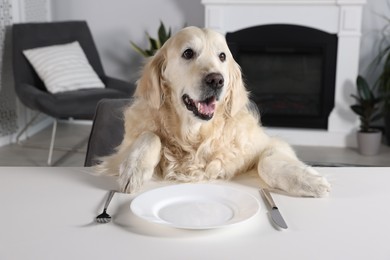 Cute retriever sitting on grey armchair at table near empty plate with cutlery indoors