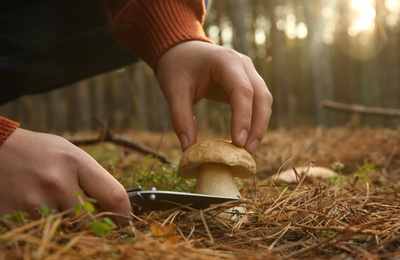 Man cutting porcini mushroom with knife in forest, closeup