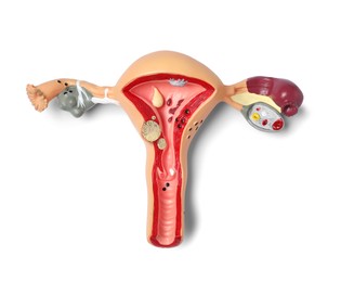 Model of female reproductive system isolated on white, top view. Gynecological care