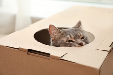 Cute grey tabby cat looking out of cardboard box at home, closeup