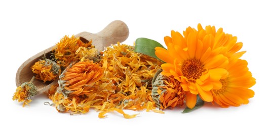 Pile of dry and fresh calendula flowers with wooden scoop on white background