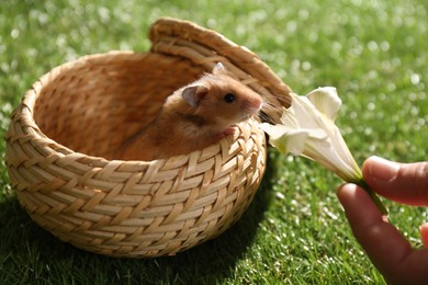 Photo of Cute little hamster in wicker box smelling flower outdoors