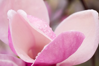 Beautiful magnolia flower with water drops outdoors, closeup. Spring blossom