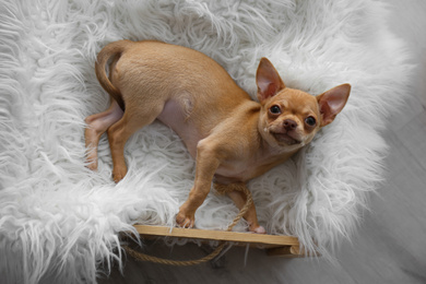 Cute Chihuahua puppy on faux fur indoors, top view. Baby animal