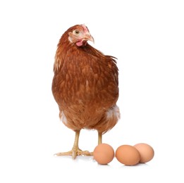 Chicken with eggs on white background. Domestic animal