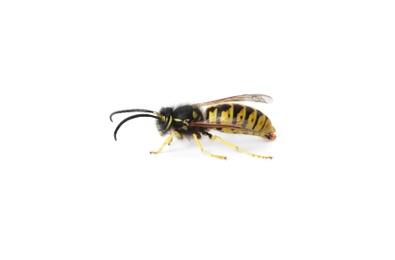 Beautiful wasp on white background. Wild insect