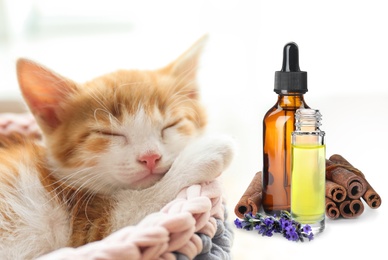 Aromatherapy for animals. Essential oils and cute kitten on background