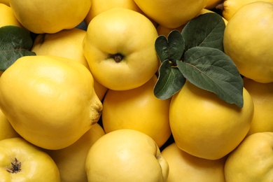 Fresh ripe organic quinces with leaves as background, closeup