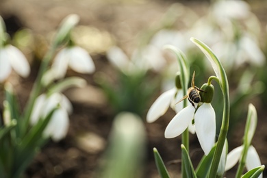 Bee on beautiful snowdrop outdoors, closeup. Space for text