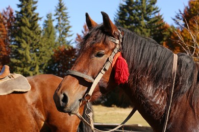 Photo of Beautiful horse with bridle outdoors on sunny day. Lovely pet
